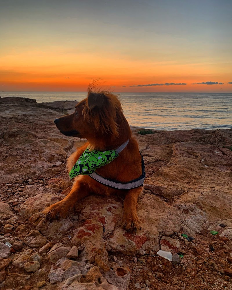 Residencia Mar Bella — foto 8