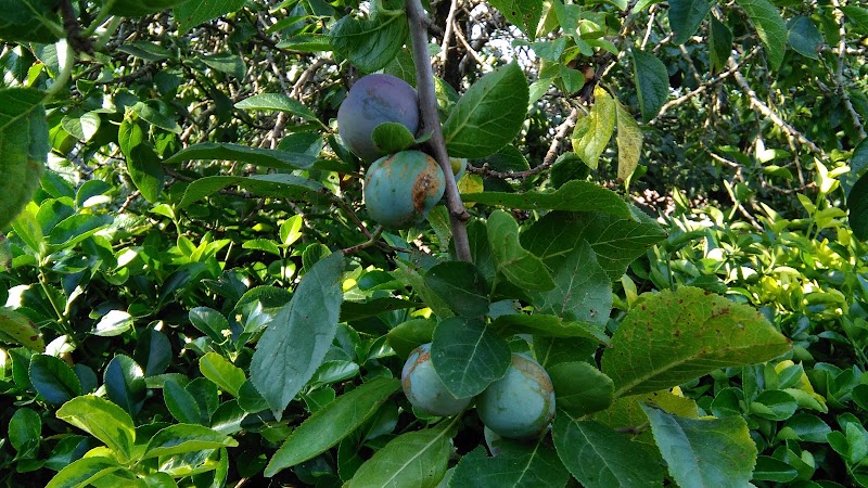 Residencia geriátrica La Fresneda — foto 7