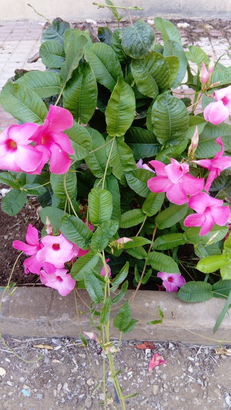 Residencia Nuestra Señora de la Soledad - Hermanitas de los Ancianos Desemparados — foto 8