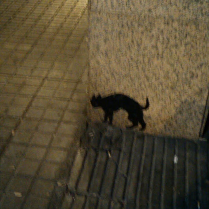 Geriàtric Aragó — foto 10