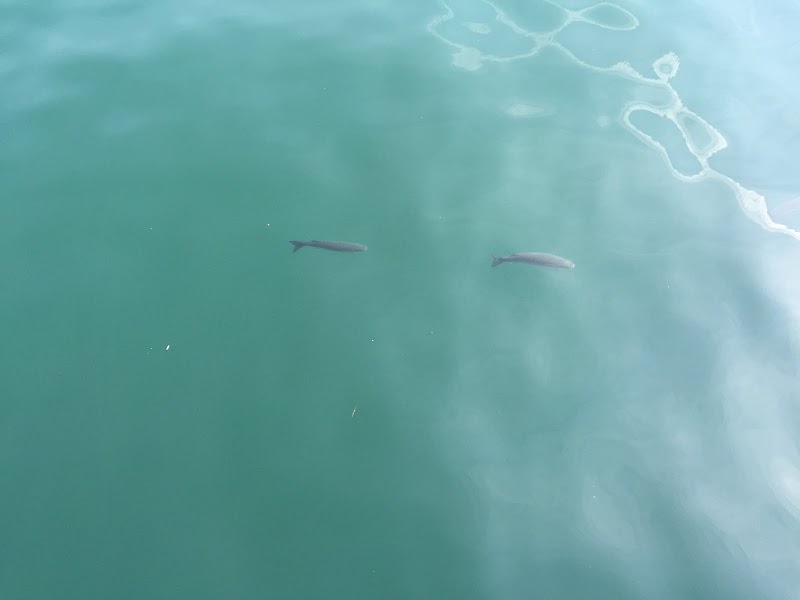 Residència assistida Ramon Sala - Club d'avis Les Saleses — foto 8