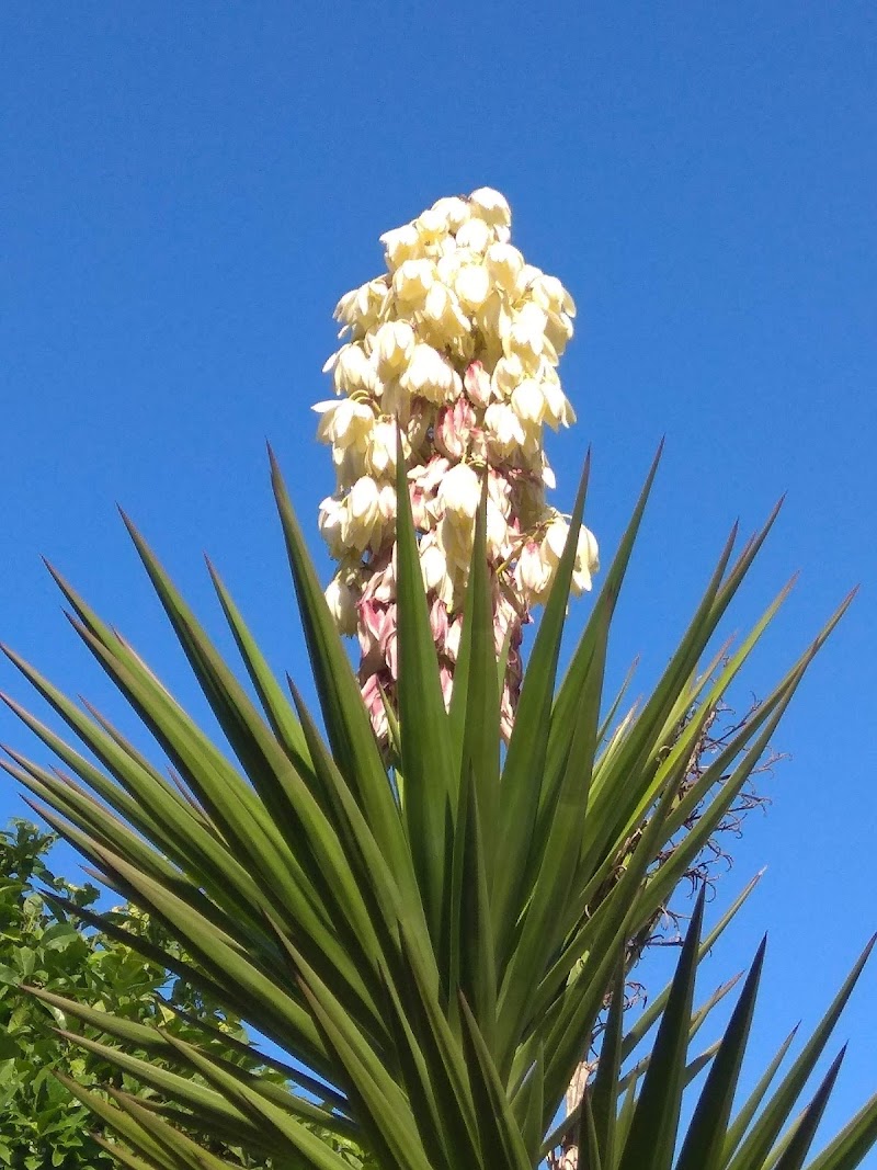 Centro residencial para mayores Novo Sancti Petri — foto 9