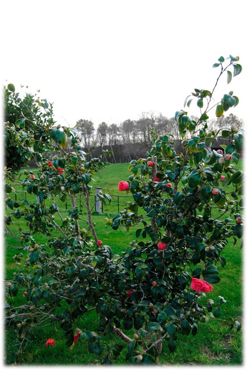 Residencia Mannán — foto 8