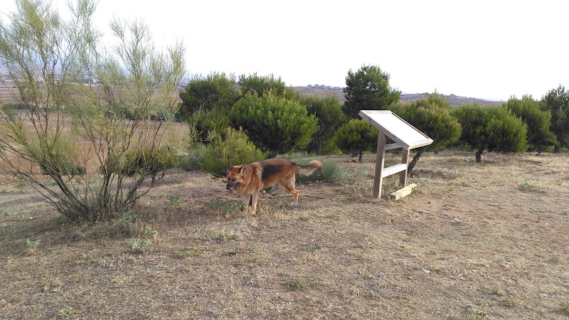 Cobeña Inarejos — foto 9