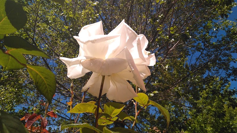 Orpea El Escorial — foto 8