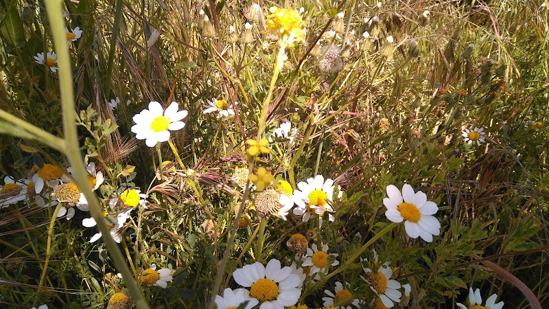 Orpea El Escorial — foto 10