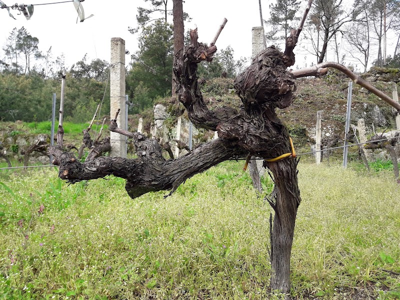 Residencia Arnoia - Nuestra Señora del Socorro — foto 10