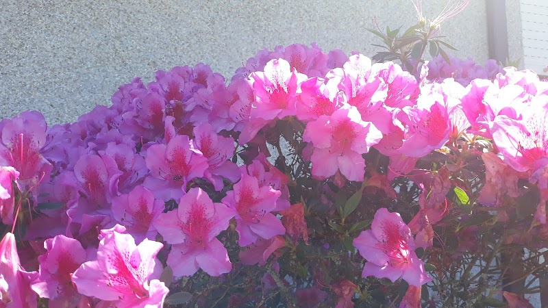 Residencia da 3ª idade Nosa Señora do Rosario — foto 5