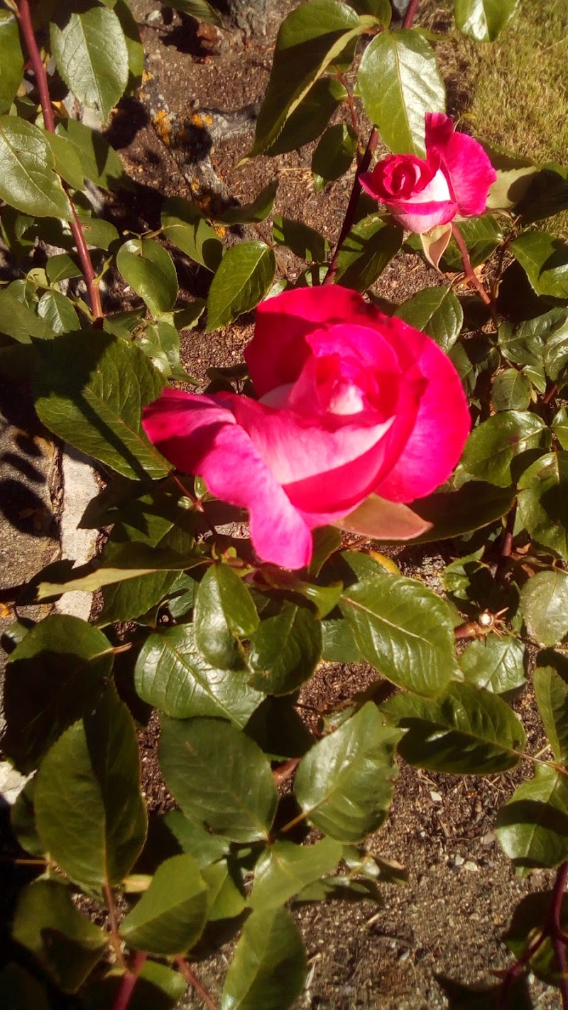 Residencia de ancianos - Hermanitas de los Pobres — foto 10