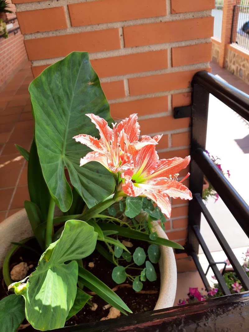 Centro de día Nuestra Señora de la Paz — foto 5