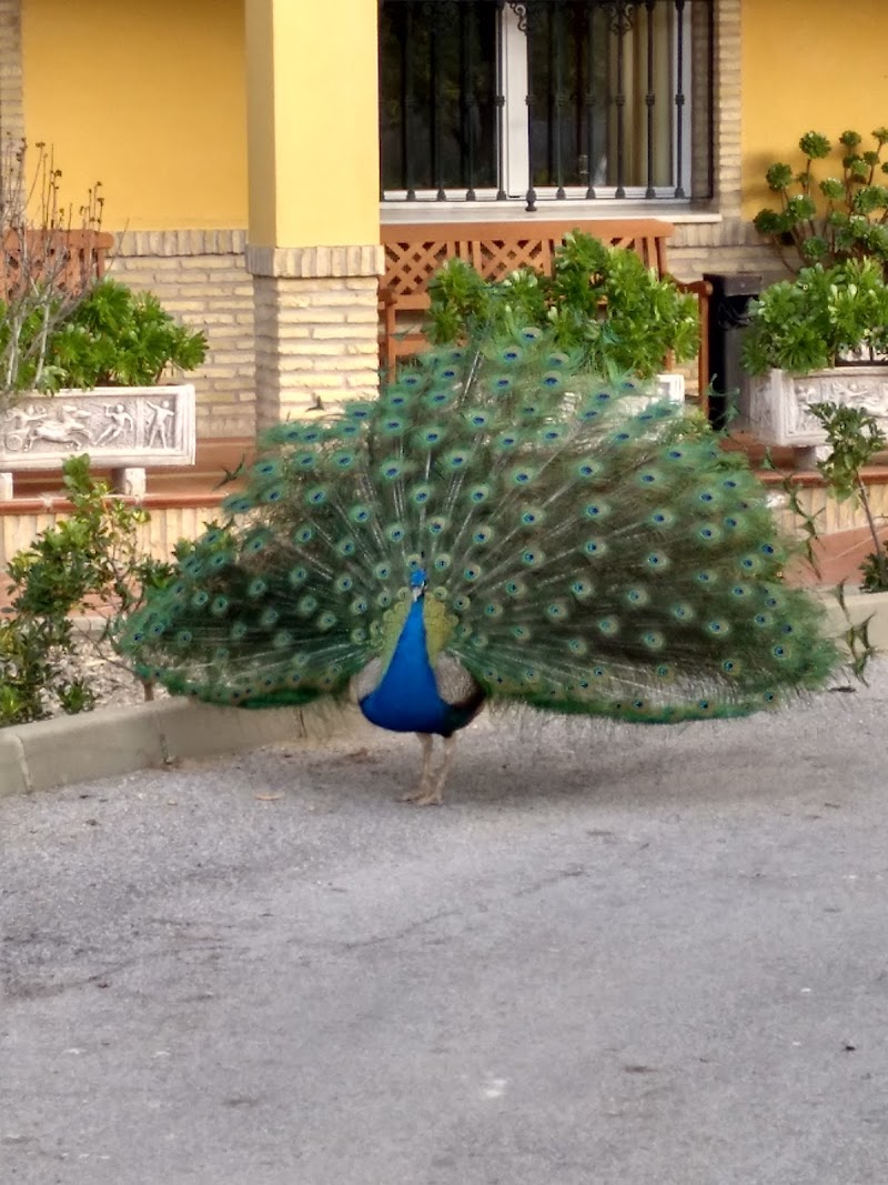 Aprende a Vivir Siglo XXI Alcalá de Guadaira — foto 9